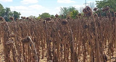 Gıda güvenliği kamu denetimiyle sağlanmalı