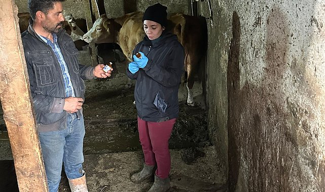 Giresun'da şap alarmı