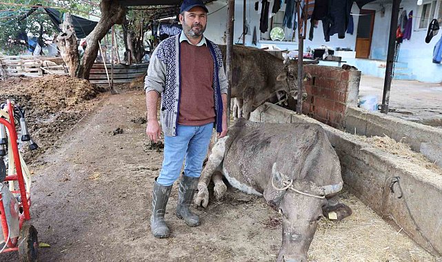 Hayvanları sele kapılan Aktaş: "Adam boyu sel geldi"