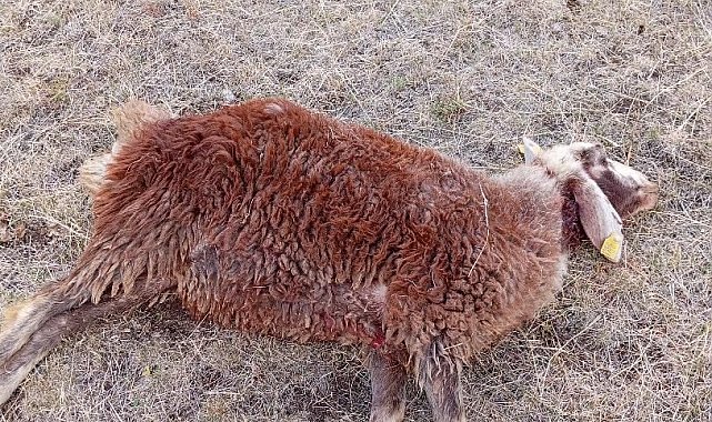 Horasan'da kurtlar sürüye daldı: 3 koyun telef oldu