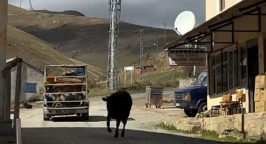 İneklerin yayladan hüzünlü ayrılığı sosyal medyada viral oldu
