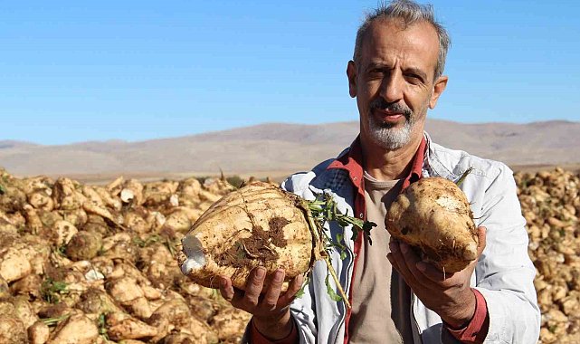 Kahramanmaraş'ta şeker pancarı sökümü başladı