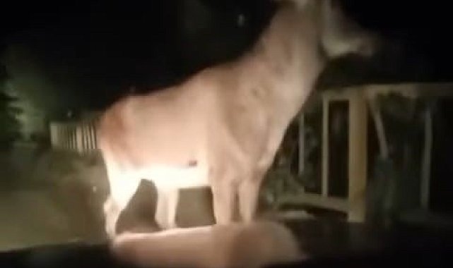 Karabük ormanlarında erkek geyik ve karaca görüntülendi