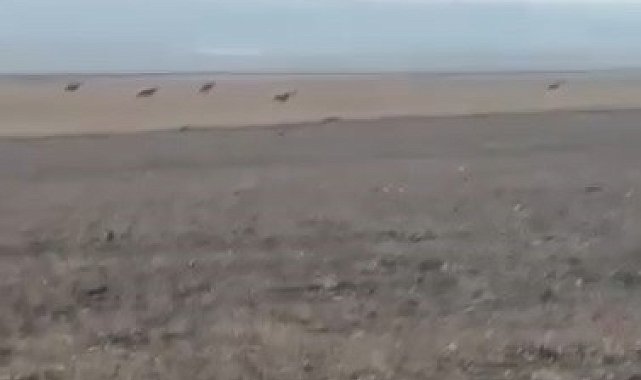 Kars'ta köye inen kurt sürüsü kamerada