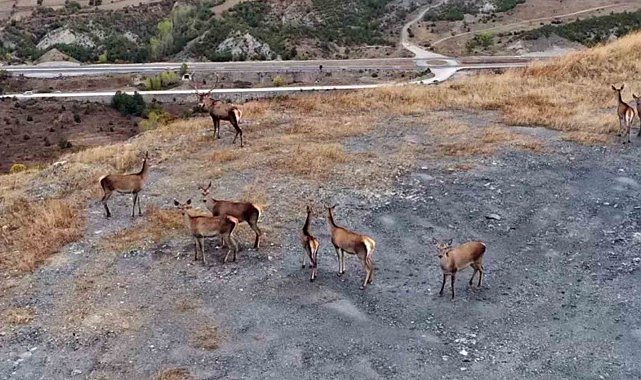 Kastamonu'nda kızıl geyikler kameralara yansıdı