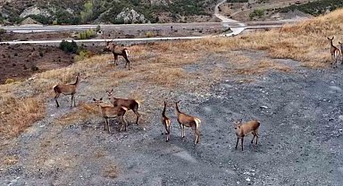 Kastamonu'nda kızıl geyikler kameralara yansıdı
