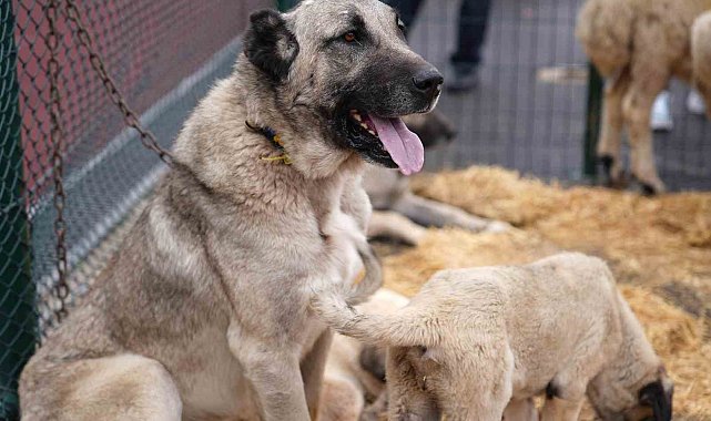 Keçiören'de "Anadolu'ya Açılan Kapı Sivas Günleri" başladı