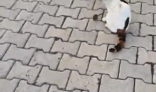 Kedinin fareyle oyunu kamerada