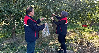 Kiraz ve vişne de zararlılara karşı numune alındı