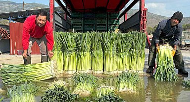Kış sebzesi pırasada hasat heyecanı