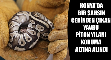  Konya'da bir şahsın cebinden çıkan yavru piton yılanı koruma altına alındı