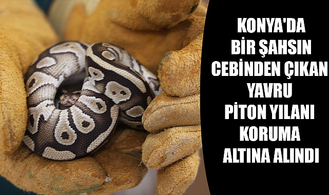  Konya'da bir şahsın cebinden çıkan yavru piton yılanı koruma altına alındı