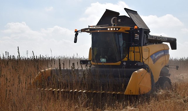 Konya Ovası'nda kenevir hasadı