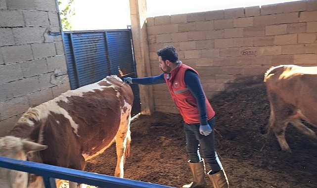 Köşk'te büyükbaş hayvanlarda şap aşılaması sürüyor