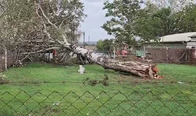 Lodos sebebiyle ağaç ve elektrik direği devrildi