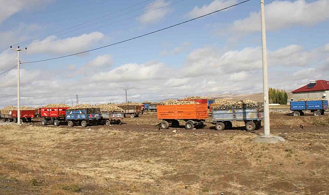 Malazgirt'te şeker pancar alımları devam ediyor