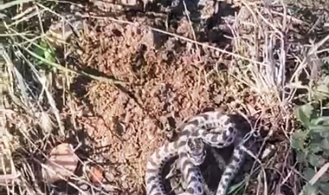 Mantar ararken dünyanın en zehirli yılanlarından engerekle karşılaştı