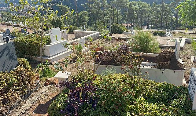 Marmaris'te yaban domuzlarının yeni adresi mezarlıklar