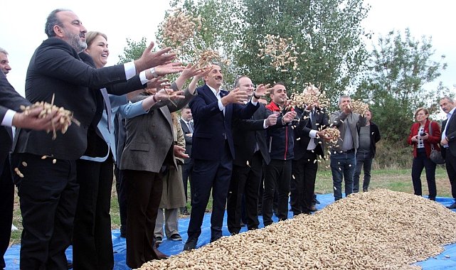 Meriç'te fıstık şenliği