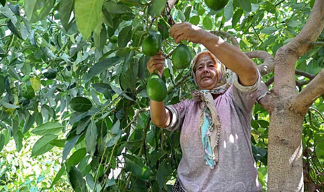 Mersin'de çiftçiye tropikal meyve desteği