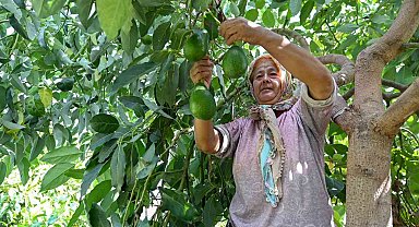 Mersin'de çiftçiye tropikal meyve desteği