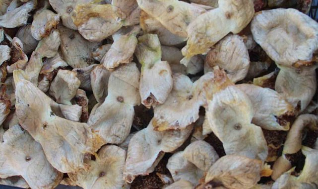 Mersin'de incir sezonu sona erdi, üreticisinin yüzü güldü