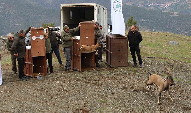 Mersin'de yakalanan 5 yaban keçisi Amasya'da doğaya salındı