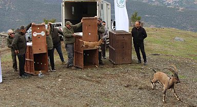 Mersin'de yakalanan 5 yaban keçisi Amasya'da doğaya salındı