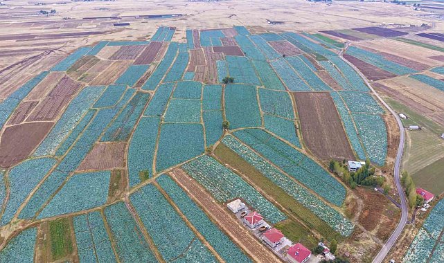Muş Ovası'nda lahana hasadı başladı: 150 milyon liralık katkı bekleniyor