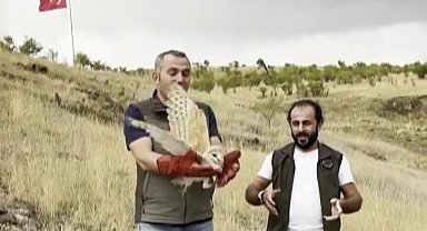 Peçeli baykuş yeniden yaban hayatta