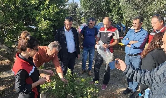 Sakız Ağacı için Aydınlı üreticilerden Çeşme'ye ziyaret