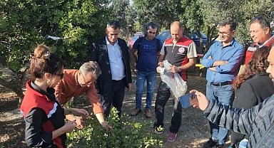 Sakız Ağacı için Aydınlı üreticilerden Çeşme'ye ziyaret