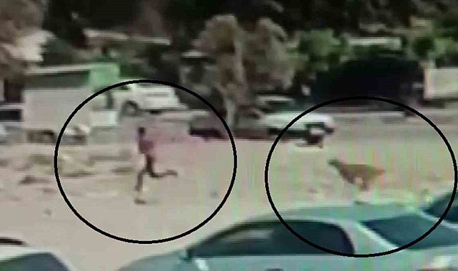 Sayıları 10'u bulan sokak köpekleri çocuğa korku dolu anlar yaşattı