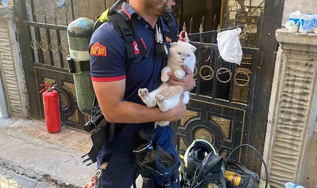 Siirt'te yangında mahsur kalan kediyi itfaiye ekipleri kurtardı