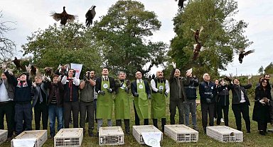 Sinop'ta 250 sülün kuşu doğaya bırakıldı
