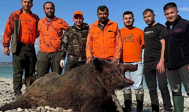 Sinop'ta avcılar 300 kiloluk domuz avladı