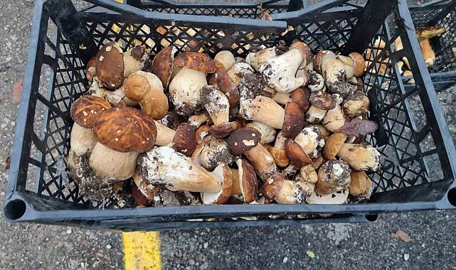 Sinop'tan Avrupa'ya mantar ihracatı