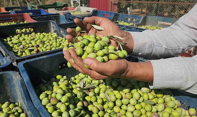 Sofralık zeytinde bereketli hasat, kilogram fiyatı 55 TL'den tarladan alıcı buluyor