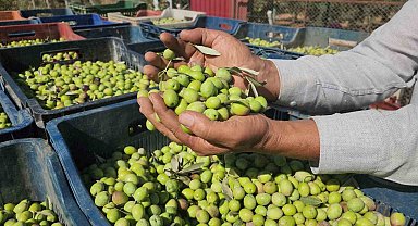 Sofralık zeytinde bereketli hasat, kilogram fiyatı 55 TL'den tarladan alıcı buluyor