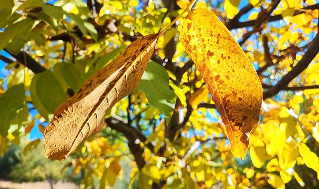 Sonbaharda ağaçlarda renk cümbüşü
