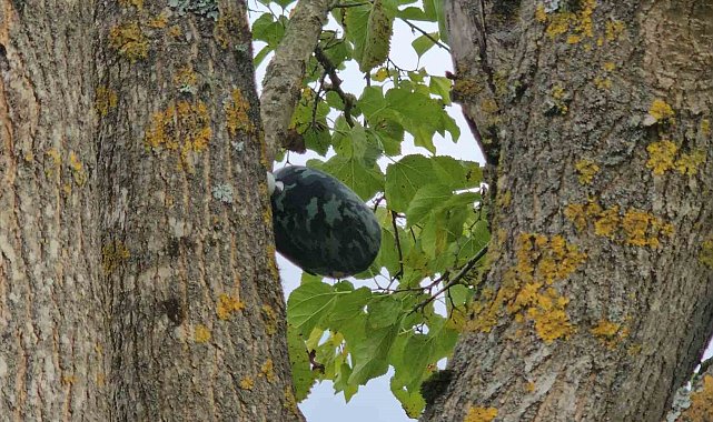 Su kuyusunda cansız bedeni bulunan Hasret'ın son mesajı babasına 'Eve geliyorum' olmuş