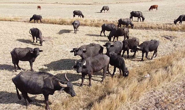 Sulak ve serin yerleri seviyor, yoğurdu ve kaymağının lezzeti herkesçe biliniyor