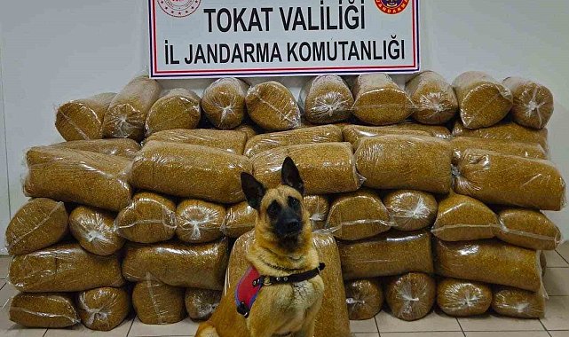 Tokat'ta 450 kilo kaçak tütün yakalandı