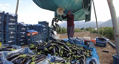 Toplu Sera Bölgesi Erzincan'da 700 kişiye istihdam sağlayacak, ekonomiye yıllık 350 milyon TL'lik katkı sunacak