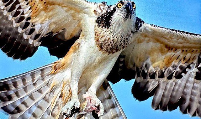 Türkiye'de nadir görülen balık kartalı Bursa'da görüntülendi