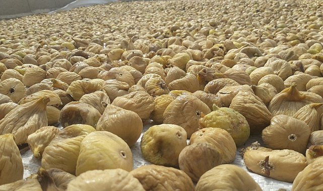 Türkiye'nin milli meyvesi incir, bu yıl üreticisine tat vermedi