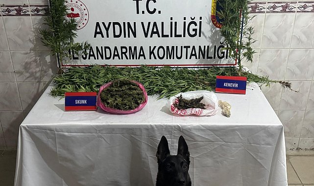 Uyuşturucu satıcısının evinde 498 gram skunk ele geçirildi