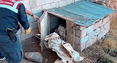 Van'da kurdu zincirle bağlayan şahsa 81 bin 355 TL para cezası