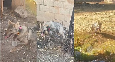 Van'da zincire vurulan kurt kurtarıldı