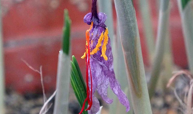 VANF Herbaryumu'nda safran koruma altında